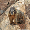 YELLOW-BILLIED MARMOT (8xphoto)