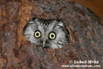 TENGMALMS OWL (10xphoto)