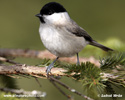 MARSH TIT (7xphoto)