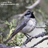 MOUNTAIN CHICKADEE (6xphoto)