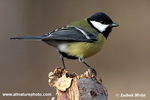 GREAT TIT (3xphoto)