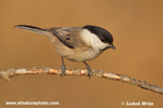 WILLOW TIT (6xphoto)