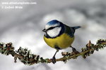 BLUE TIT (2xphoto)