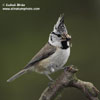 CRESTED TIT (12xphoto)