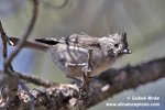 PLAIN TITMOUSE (5xphoto)