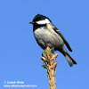 COAL TIT (3xphoto)