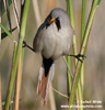 BEARDED PARROTBILL (5xphoto)