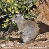 UINTA GROUND SQUIRREL (9xphoto)