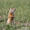 EUROPEAN GROUND SQUIRREL (6xphoto)