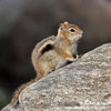 GOLDEN-MANTLED GROUND SQUIRREL (7xphoto)