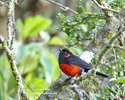 SCARLET-BELLIED MOUNTAIN-TANAGER (2xphoto)