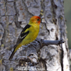 WESTERN TANAGER (9xphoto)