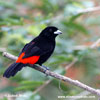 CHERRIES TANAGER (1xphoto)