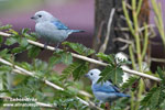 BLUE-GRAY TANGER (11xphoto)