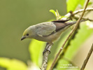 PALM TANAGER (3xphoto)