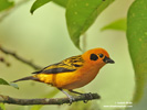 GOLDEN TANAGER (6xphoto)