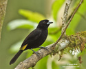YELLOW-RUMPED TANAGER (9xphoto)