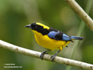 BOLIVIAN MOUNTAIN-TANAGER (3xphoto)