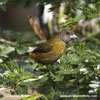 SCARLET-RUMPED TANAGER (4xphoto)