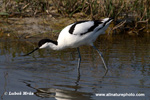 PIED AVOCET (6xphoto)