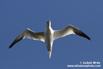 NORTHERN GANNET (3xphoto)