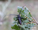 GREAT CAPRICORN BEETLE (4xphoto)