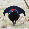 BLACK GROUSE (5xphoto)