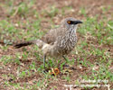 ARROW-MARKED BABBLER (4xphoto)