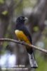 BLACK-HEADED TROGON (2xphoto)