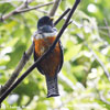 ORANGE-BELLIED TROGON (3xphoto)