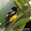 BLACK-COWLED ORIOLE (2xphoto)