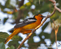 BULLOCKS ORIOLE (3xphoto)