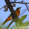 ORANGE ORIOLE (3xphoto)