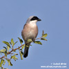 LESSER GREY SHRIKE (2xphoto)