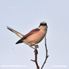 RED-BACKED SHRIKE (7xphoto)