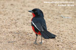 CRIMSON-BREASTED SHRIKE (4xphoto)