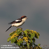 WOODCHAT SHRIKE (2xphoto)