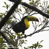 KEEL-BILLED TOUCAN (4xphoto)