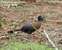 PURPLE-CRESTED LOURIE (4xphoto)