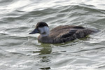 COMMON SCOTER (4xphoto)