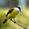 GREAT KISKADEE (5xphoto)