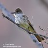 ASH-THROATED FLYCATCHER (5xphoto)