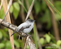 TORRENT TYRANNULET (3xphoto)