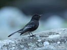 BLACK PHOEBE (5xphoto)