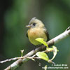 TUFTED FLYCATCHER (3xphoto)