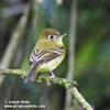 YELLOWISH FLYCATCHER (3xphoto)