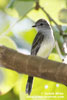 ALDER FLYCATCHER (2xphoto)