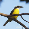 BOUT-BILLED FLYCATCHER (2xphoto)