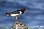 COMMON OYSTERCATCHER (12xphoto)