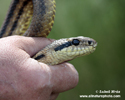 FOUR-LINED RATSNAKE (1xphoto)